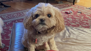Lost Pet: Izzy