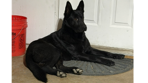 Lost Pet: Lobo