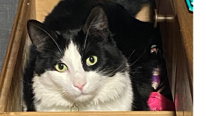 Lost Pet: Timothy