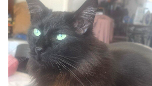 Lost Pet: Figaro Pudding Underfoot-Breager, the Fluffy Brontosaurus