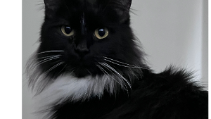 Lost Pet: Oreo