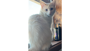 Lost Pet: Visible