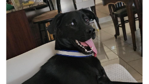 Lost Pet: Rocky