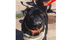 Lost Pet: Rocket