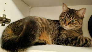 Lost Pet: NOEL
