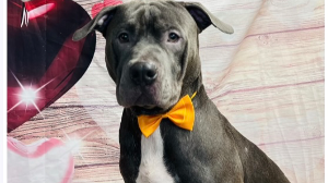 Lost Pet: Zeus