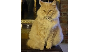 Lost Pet: Indie