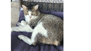 Lost Pet: Rackam