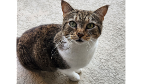Lost Pet: Bonnie