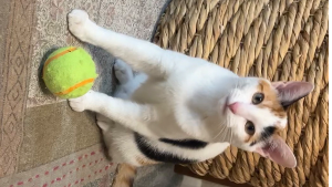 Lost Pet: Lilo