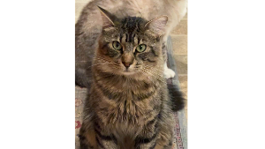 Lost Pet: Fuli