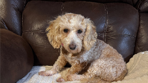 Lost Pet: Tosha