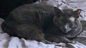 Lost Pet: Sakura