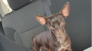 Lost Pet: April