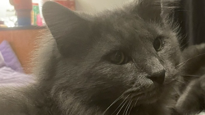 Lost Pet: Fluffy