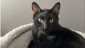 Lost Pet: Onyx