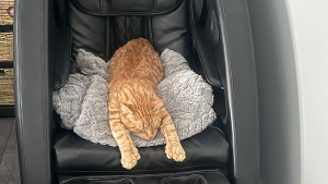 Lost Pet: Chance