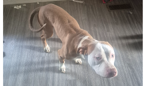 Lost Pet: Duke