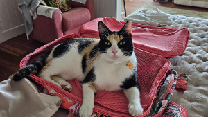 Lost Pet: Halloween 