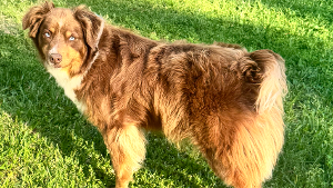 Lost Pet: Rosie Belle