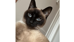 Lost Pet: Beatrix