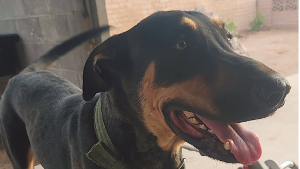 Lost Pet: Teddy
