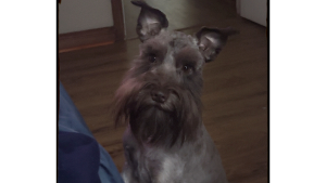 Lost Pet: Oliver Ordaz