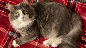 Lost Pet: Chili