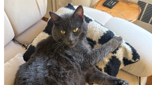 Lost Pet: Cheerio
