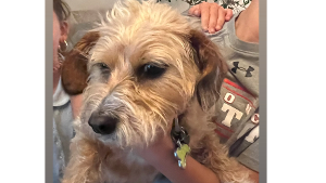 Lost Pet: Pepper