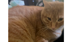 Lost Pet: Pumpkin