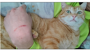 Lost Pet: Cayenne