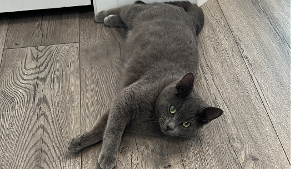 Lost Pet: Griselda