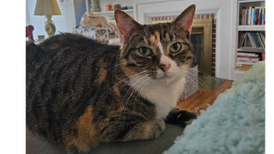 Lost Pet: Grace