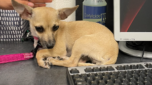 Lost Pet: Maybelline