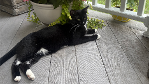 Lost Pet: Bella
