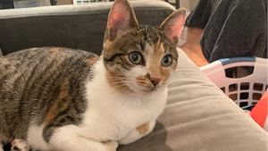 Lost Pet: Piper