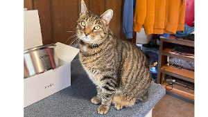 Lost Pet: Bowie