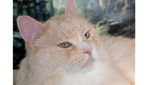 Lost Pet: Leo