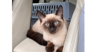Lost Pet: Scooter