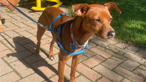 Lost Pet: Melody