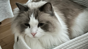 Lost Pet: Apollo