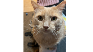 Lost Pet: Cosmo