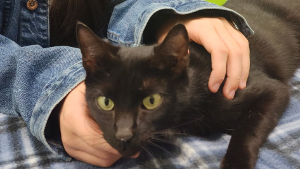 Lost Pet: Pickles