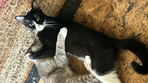 Lost Pet: Loni