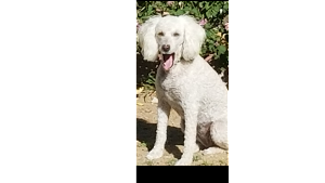 Lost Pet: Nala