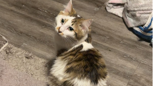 Lost Pet: Charleston Eugene Schmidt