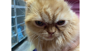 Lost Pet: Simba