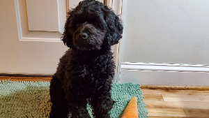 Lost Pet: Coal
