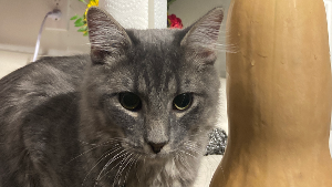 Lost Pet: Clover